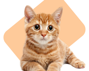 Collection image for: Cats