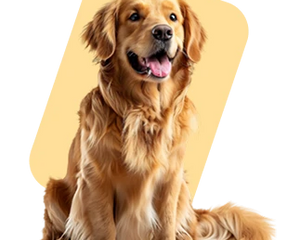 Collection image for: Dogs