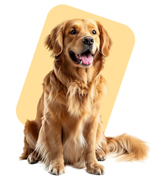 Dogs
