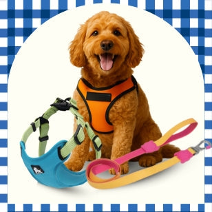 Dog Accessories
