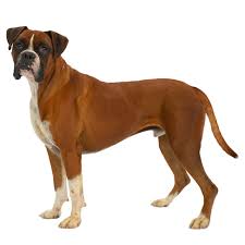 Boxer