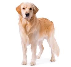 Collection image for: Golden Retriever