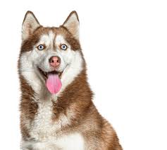Husky