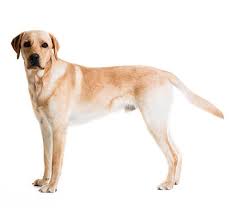 Collection image for: Labrador