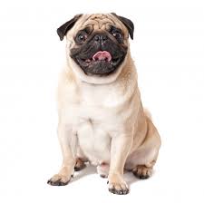 Collection image for: Pug