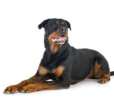 Collection image for: Rottweiler
