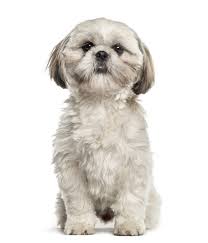 Shih Tzu