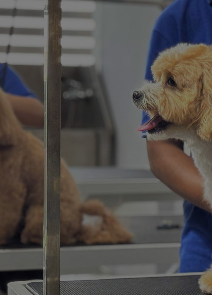 <h1><strong>Noida’s<br/>First Luxury<br/>Pet Experience<br/>Centre</strong></h1>