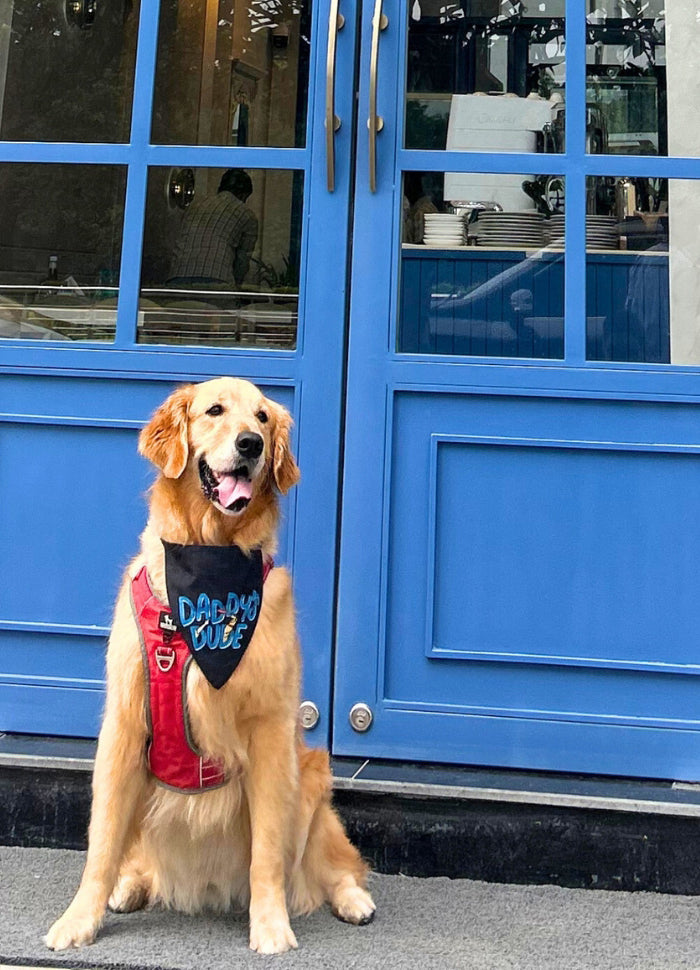 <h1><strong>Noida’s<br/>First Luxury<br/>Pet Experience<br/>Centre</strong></h1>